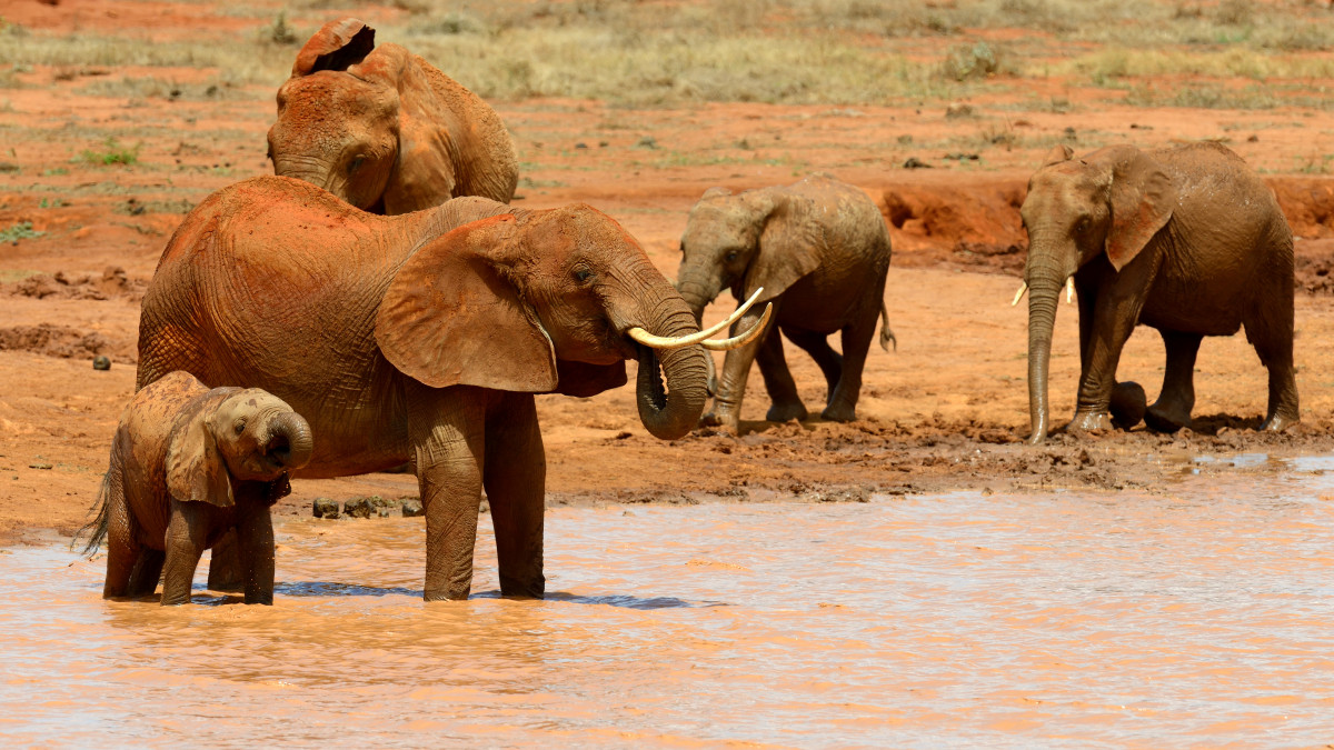 safari belle image d'une famille d'éléphants